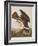 Illustration from 'Birds of America', 1827-38-John James Audubon-Framed Giclee Print