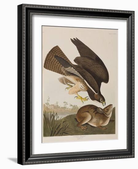 Illustration from 'Birds of America', 1827-38-John James Audubon-Framed Giclee Print