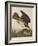 Illustration from 'Birds of America', 1827-38-John James Audubon-Framed Giclee Print