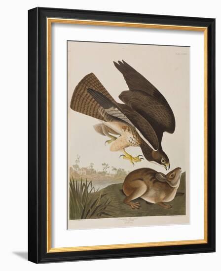 Illustration from 'Birds of America', 1827-38-John James Audubon-Framed Giclee Print