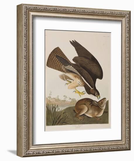 Illustration from 'Birds of America', 1827-38-John James Audubon-Framed Giclee Print