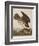 Illustration from 'Birds of America', 1827-38-John James Audubon-Framed Giclee Print