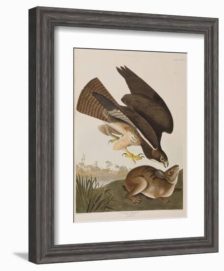 Illustration from 'Birds of America', 1827-38-John James Audubon-Framed Giclee Print