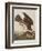 Illustration from 'Birds of America', 1827-38-John James Audubon-Framed Giclee Print