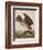 Illustration from 'Birds of America', 1827-38-John James Audubon-Framed Giclee Print