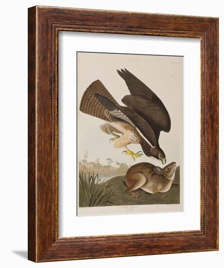 Illustration from 'Birds of America', 1827-38-John James Audubon-Framed Giclee Print