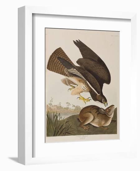 Illustration from 'Birds of America', 1827-38-John James Audubon-Framed Giclee Print