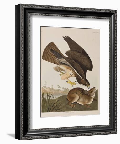 Illustration from 'Birds of America', 1827-38-John James Audubon-Framed Giclee Print