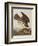 Illustration from 'Birds of America', 1827-38-John James Audubon-Framed Giclee Print