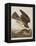 Illustration from 'Birds of America', 1827-38-John James Audubon-Framed Premier Image Canvas