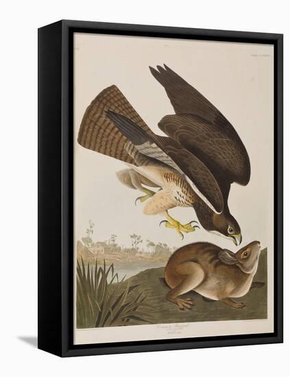 Illustration from 'Birds of America', 1827-38-John James Audubon-Framed Premier Image Canvas