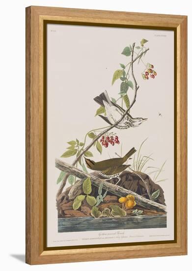 Illustration from 'Birds of America', 1827-38-John James Audubon-Framed Premier Image Canvas