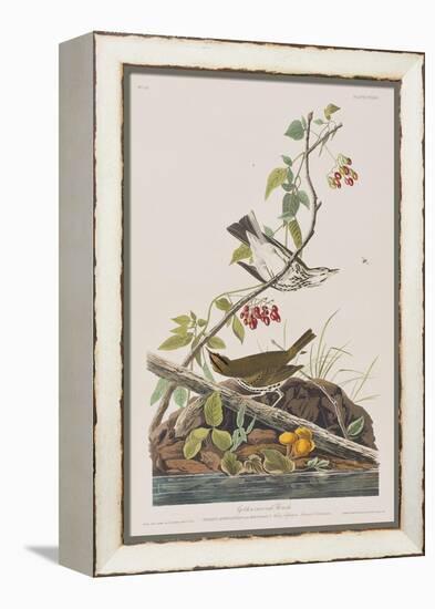 Illustration from 'Birds of America', 1827-38-John James Audubon-Framed Premier Image Canvas