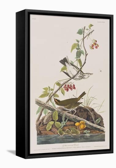 Illustration from 'Birds of America', 1827-38-John James Audubon-Framed Premier Image Canvas