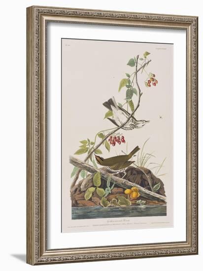 Illustration from 'Birds of America', 1827-38-John James Audubon-Framed Giclee Print