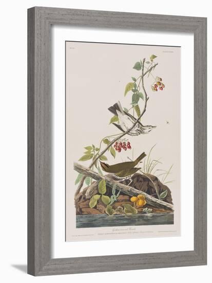 Illustration from 'Birds of America', 1827-38-John James Audubon-Framed Giclee Print