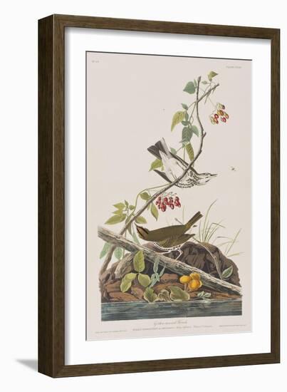 Illustration from 'Birds of America', 1827-38-John James Audubon-Framed Giclee Print