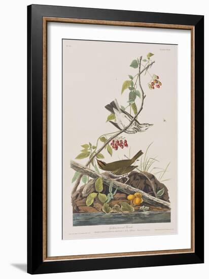 Illustration from 'Birds of America', 1827-38-John James Audubon-Framed Giclee Print