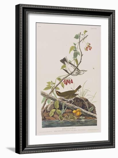 Illustration from 'Birds of America', 1827-38-John James Audubon-Framed Giclee Print