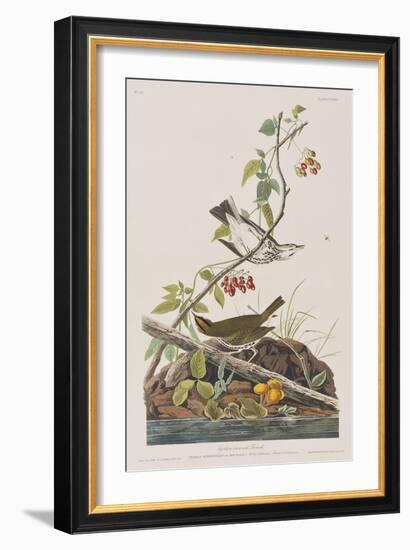 Illustration from 'Birds of America', 1827-38-John James Audubon-Framed Giclee Print