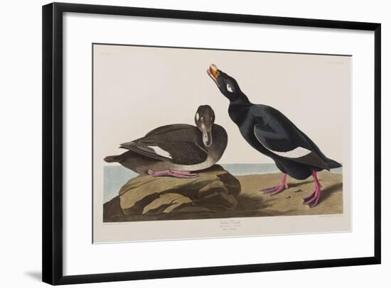 Illustration from 'Birds of America', 1827-38-John James Audubon-Framed Giclee Print