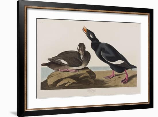 Illustration from 'Birds of America', 1827-38-John James Audubon-Framed Giclee Print