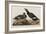 Illustration from 'Birds of America', 1827-38-John James Audubon-Framed Giclee Print