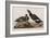 Illustration from 'Birds of America', 1827-38-John James Audubon-Framed Giclee Print