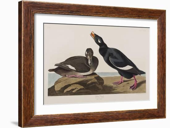 Illustration from 'Birds of America', 1827-38-John James Audubon-Framed Giclee Print