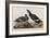 Illustration from 'Birds of America', 1827-38-John James Audubon-Framed Giclee Print