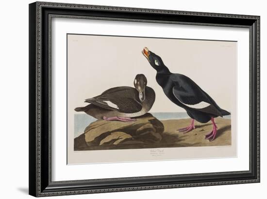 Illustration from 'Birds of America', 1827-38-John James Audubon-Framed Giclee Print