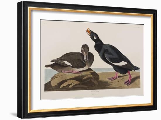 Illustration from 'Birds of America', 1827-38-John James Audubon-Framed Giclee Print