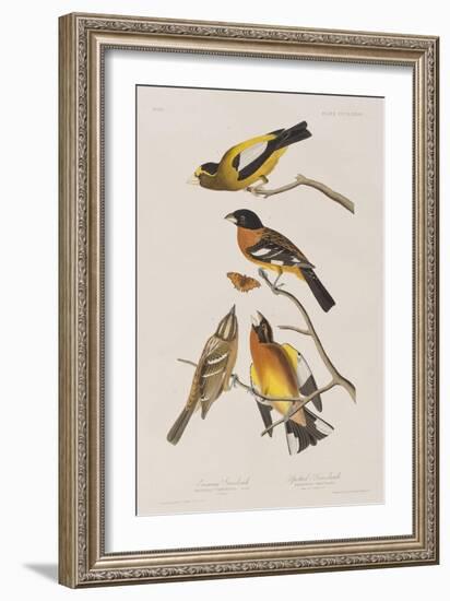 Illustration from 'Birds of America', 1827-38-John James Audubon-Framed Giclee Print