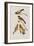 Illustration from 'Birds of America', 1827-38-John James Audubon-Framed Giclee Print