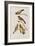 Illustration from 'Birds of America', 1827-38-John James Audubon-Framed Giclee Print