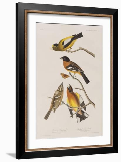 Illustration from 'Birds of America', 1827-38-John James Audubon-Framed Giclee Print