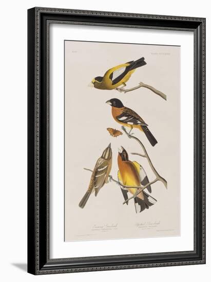 Illustration from 'Birds of America', 1827-38-John James Audubon-Framed Giclee Print