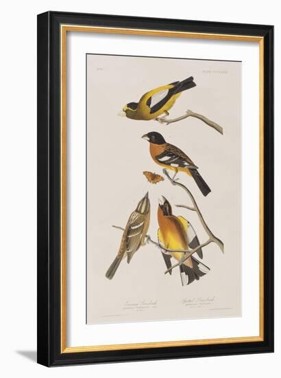 Illustration from 'Birds of America', 1827-38-John James Audubon-Framed Giclee Print