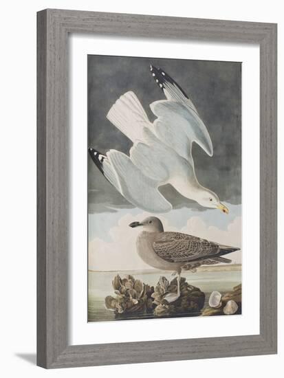 Illustration from 'Birds of America', 1827-38-John James Audubon-Framed Giclee Print