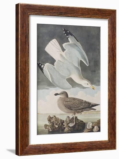 Illustration from 'Birds of America', 1827-38-John James Audubon-Framed Giclee Print