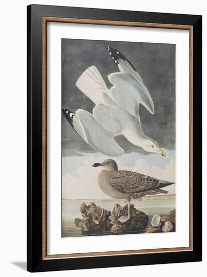 Illustration from 'Birds of America', 1827-38-John James Audubon-Framed Giclee Print