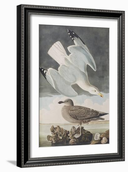 Illustration from 'Birds of America', 1827-38-John James Audubon-Framed Giclee Print