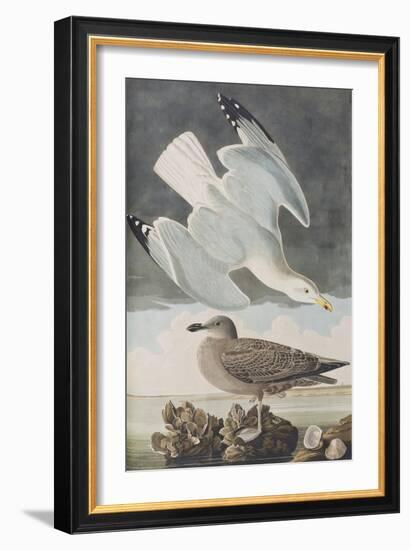 Illustration from 'Birds of America', 1827-38-John James Audubon-Framed Giclee Print