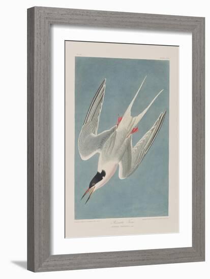 Illustration from 'Birds of America', 1827-38-John James Audubon-Framed Giclee Print