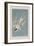 Illustration from 'Birds of America', 1827-38-John James Audubon-Framed Giclee Print