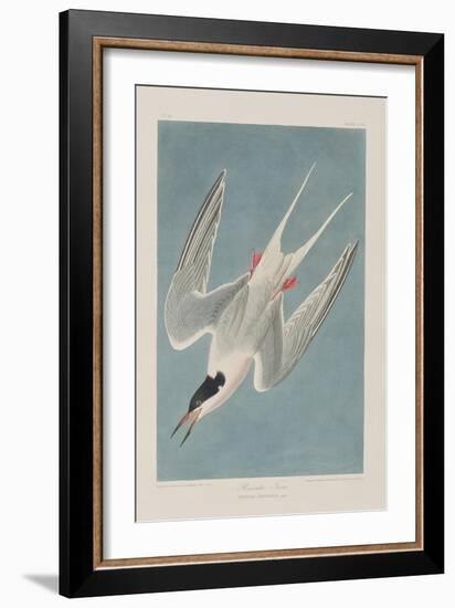 Illustration from 'Birds of America', 1827-38-John James Audubon-Framed Giclee Print