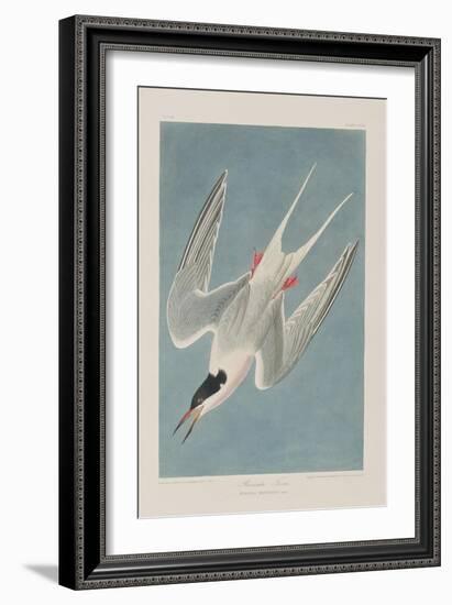 Illustration from 'Birds of America', 1827-38-John James Audubon-Framed Giclee Print