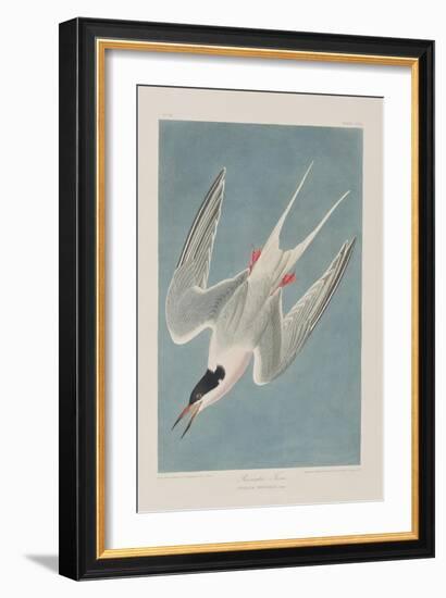 Illustration from 'Birds of America', 1827-38-John James Audubon-Framed Giclee Print