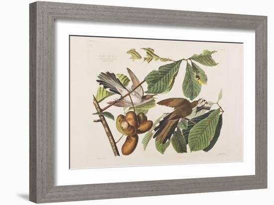 Illustration from 'Birds of America', 1827-38-John James Audubon-Framed Giclee Print