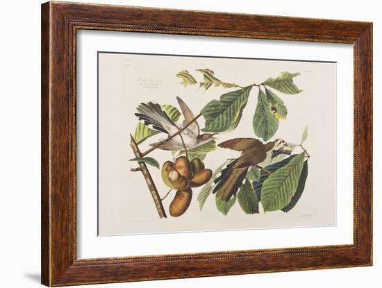 Illustration from 'Birds of America', 1827-38-John James Audubon-Framed Giclee Print